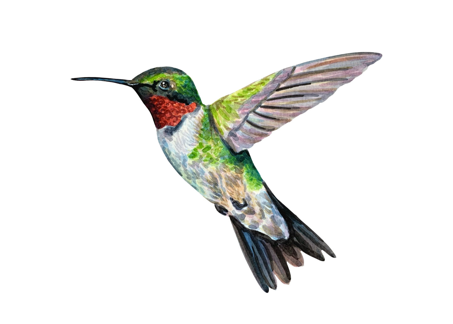 Hummingbird Art Print