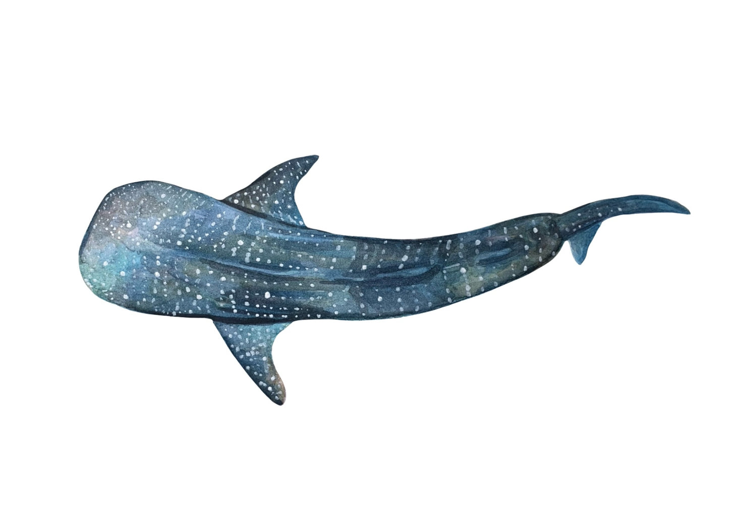 Whale Shark Art Print