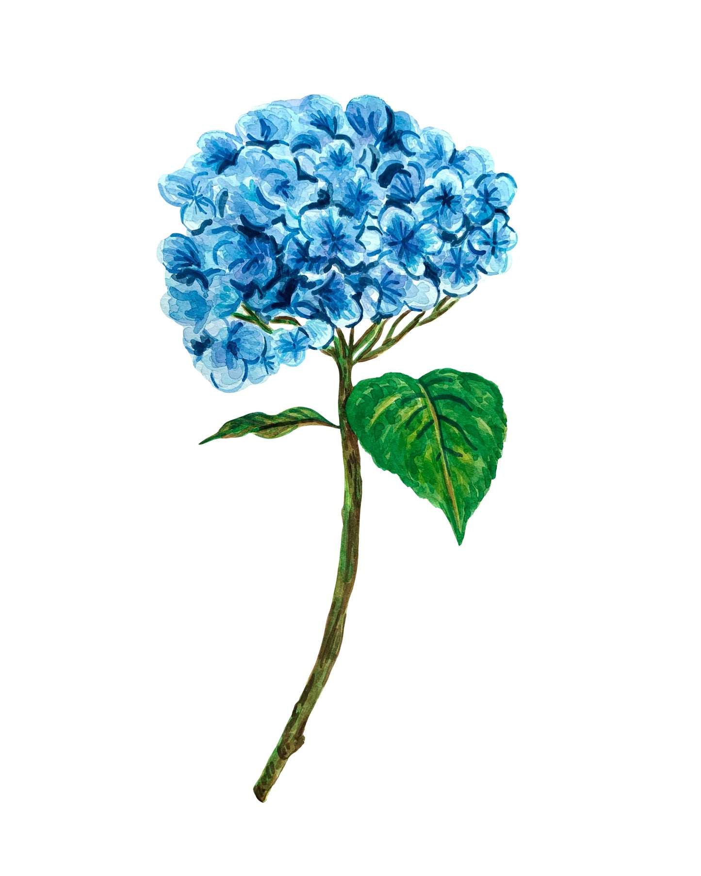Blue Hydrangea Art Print