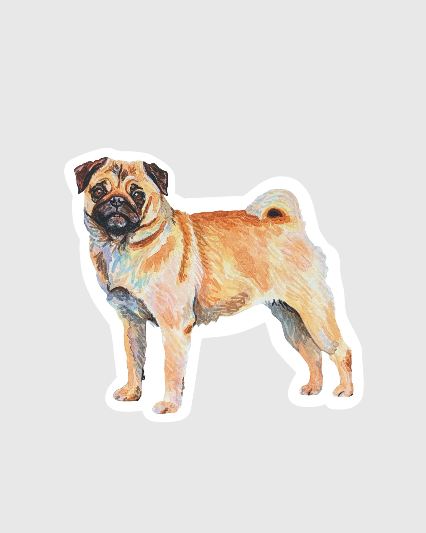Pug dog sticker on a gray background