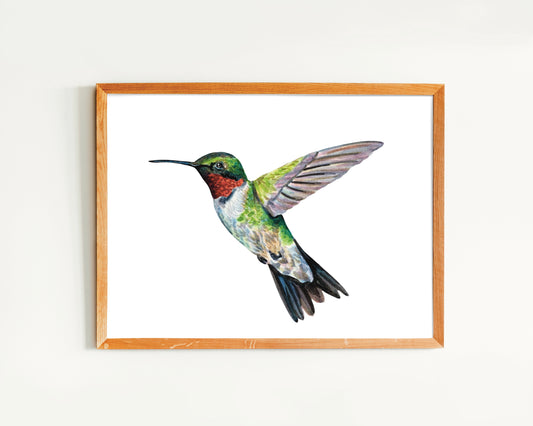 Hummingbird Art Print