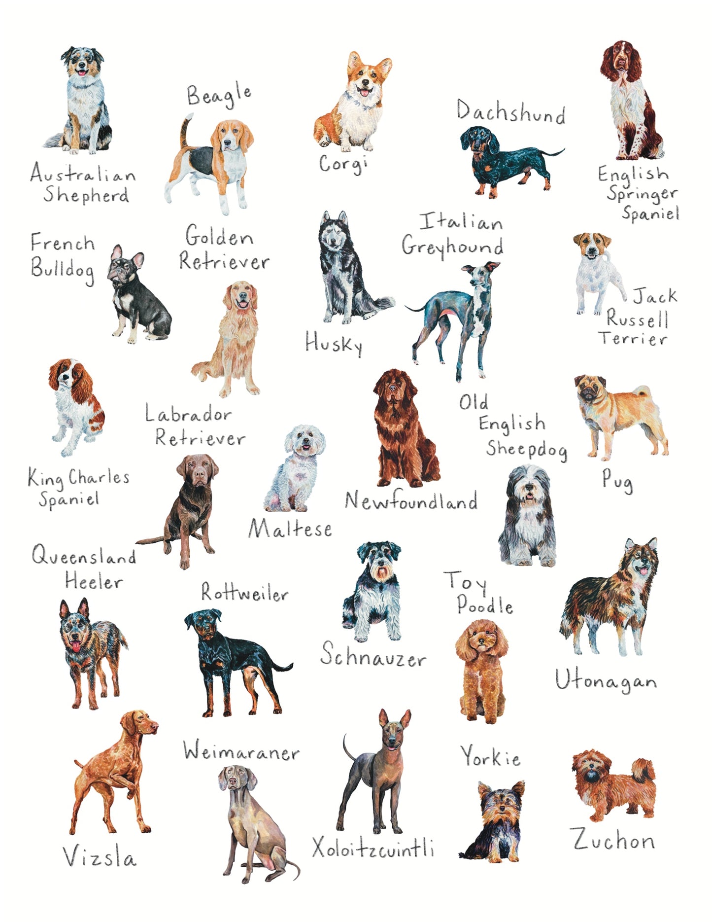 A-Z dog breed art print with various dog breeds listed, close up showing detail