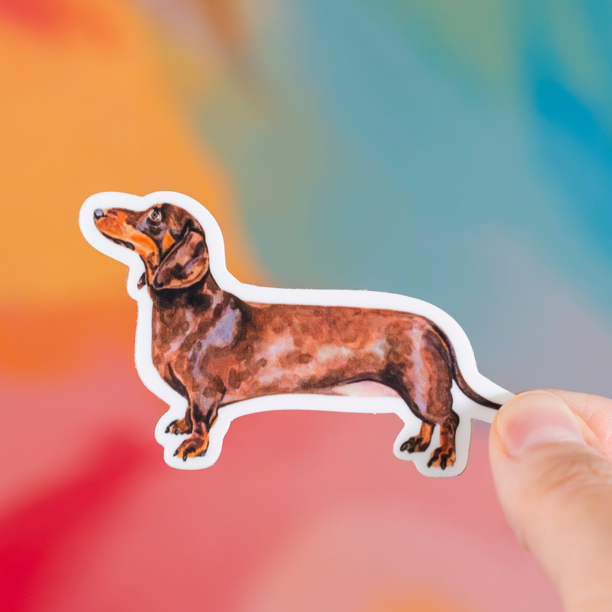 Sticker of a dachshund held against a colorful blurred background