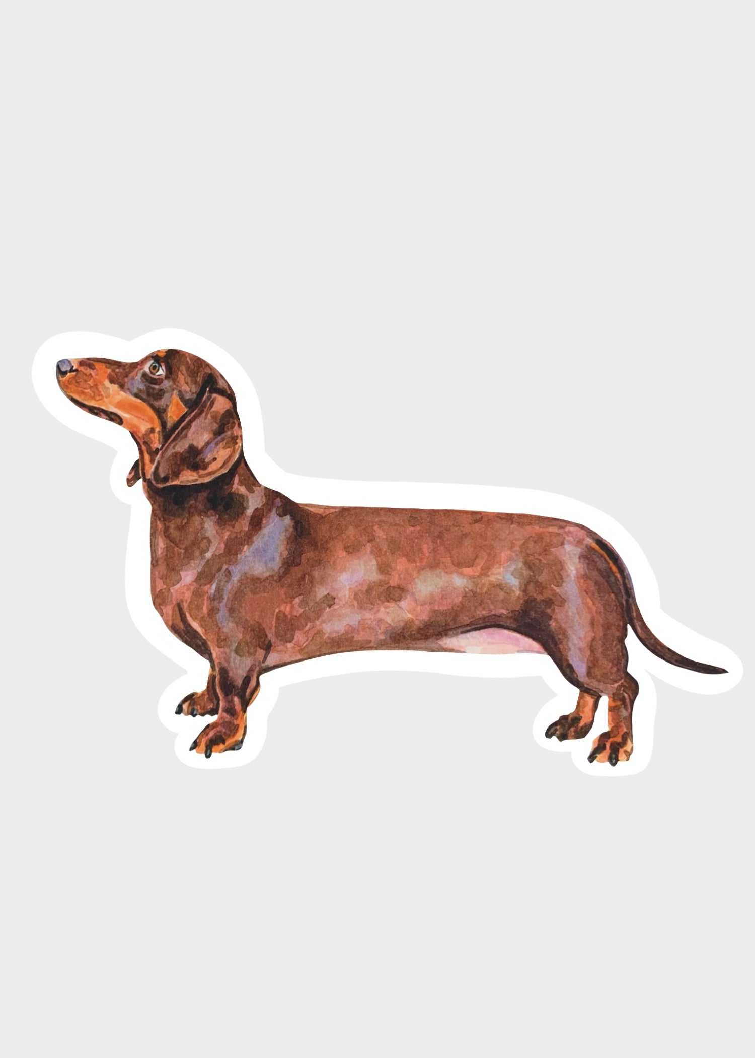 dachshund sticker on a gray background