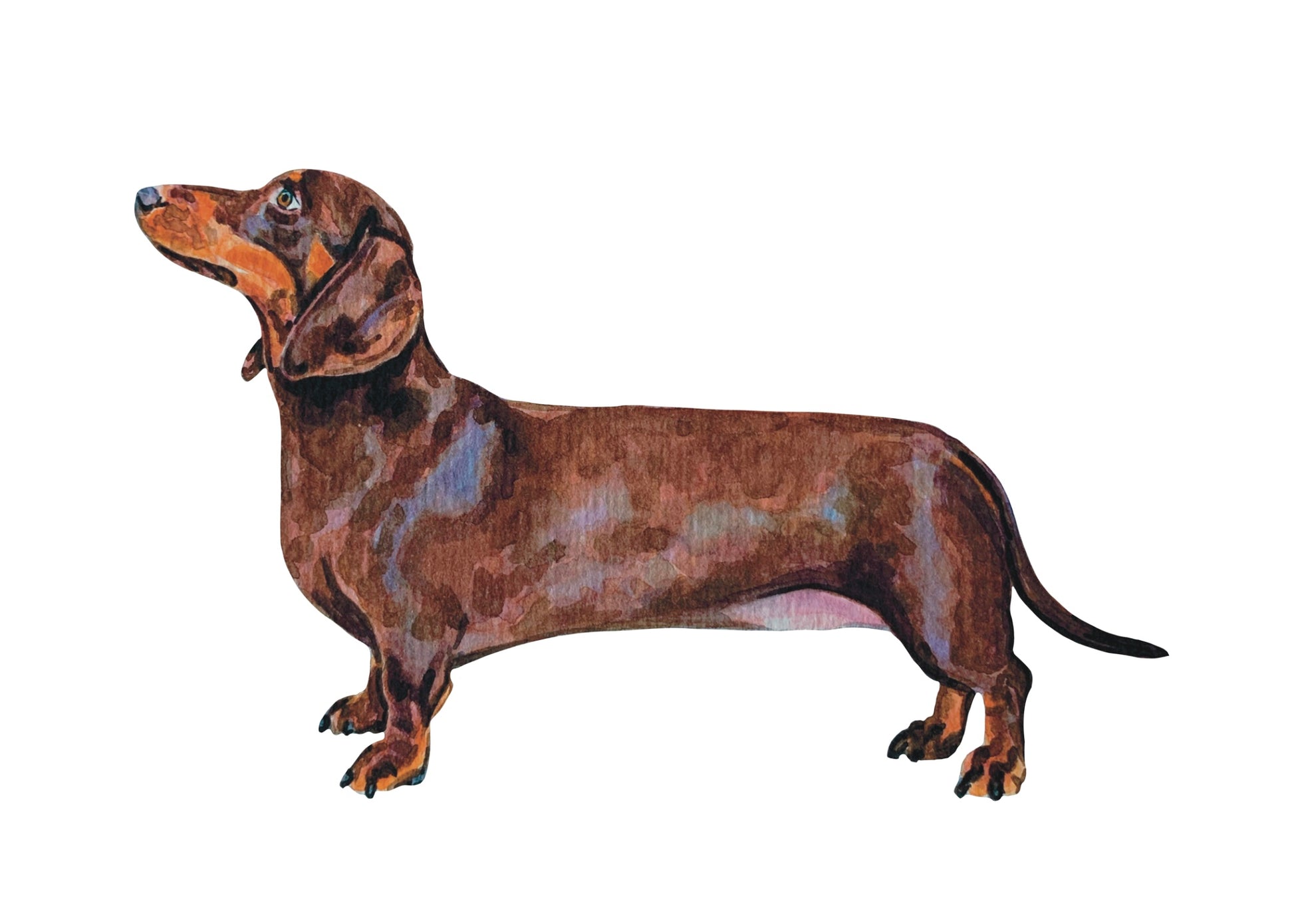 Brown dachshund watercolor painting standing on a white background