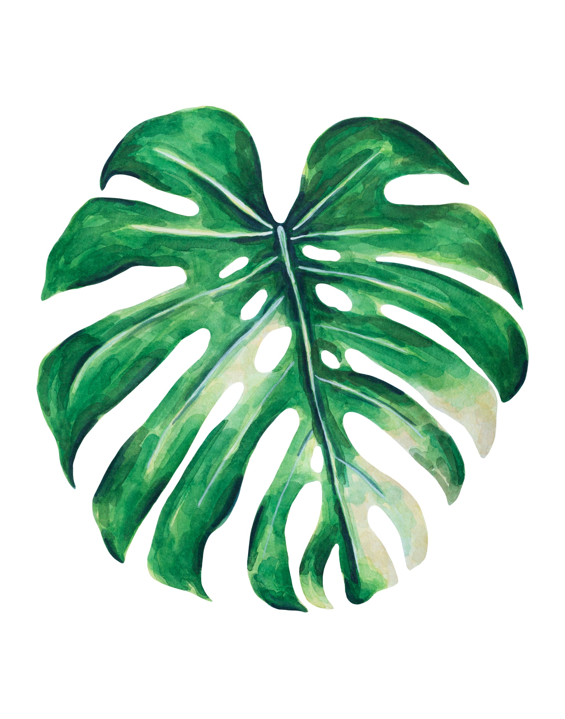 Tropical monstera leaf watercolor with a white background