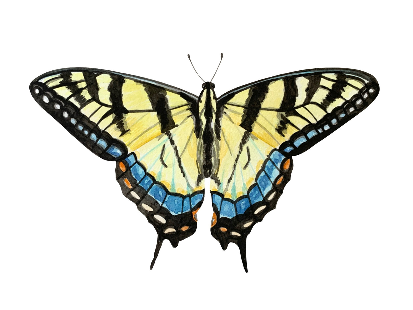 Butterfly with yellow, black, and blue wings on a white background