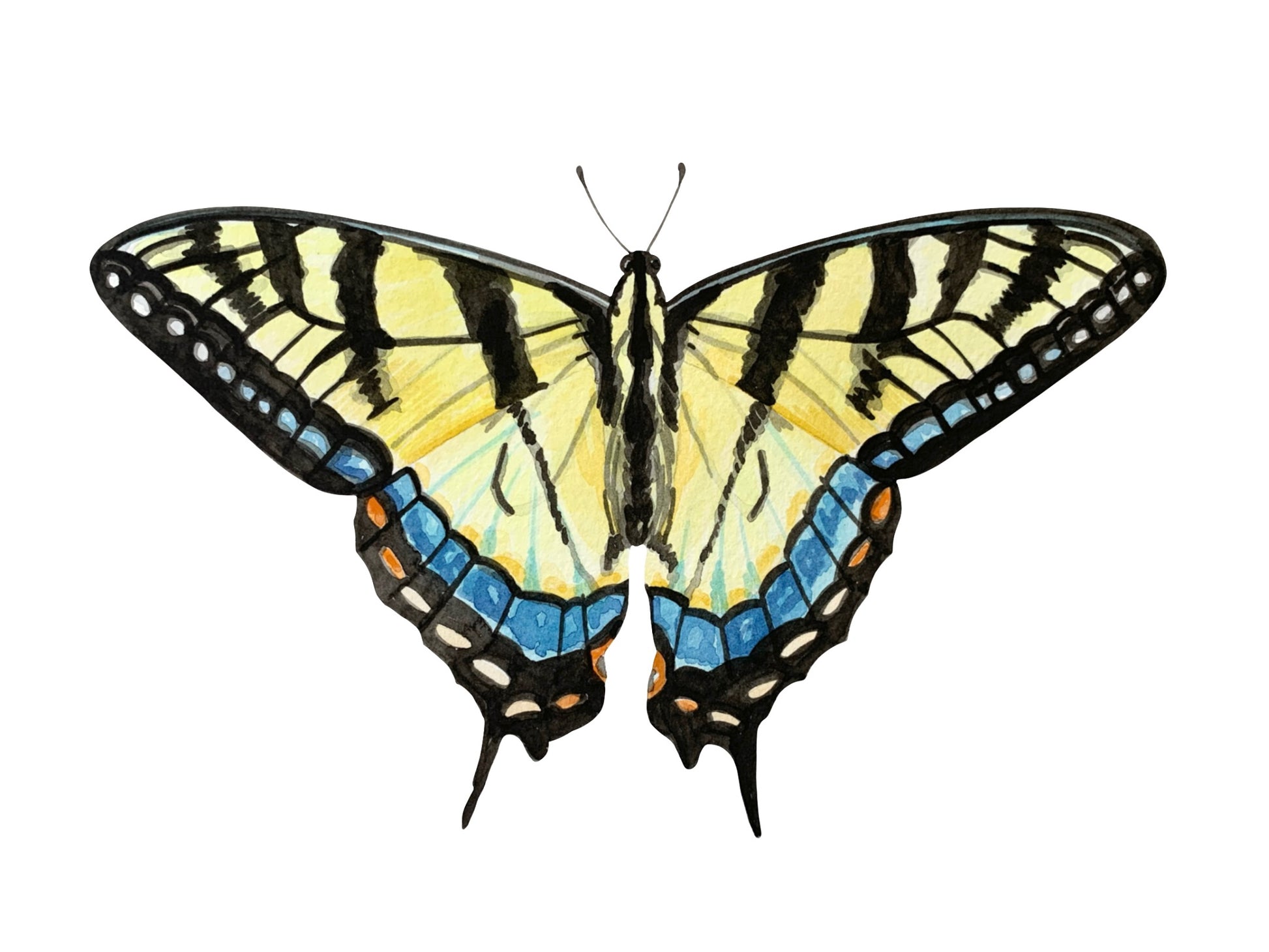 Butterfly with yellow, black, and blue wings on a white background