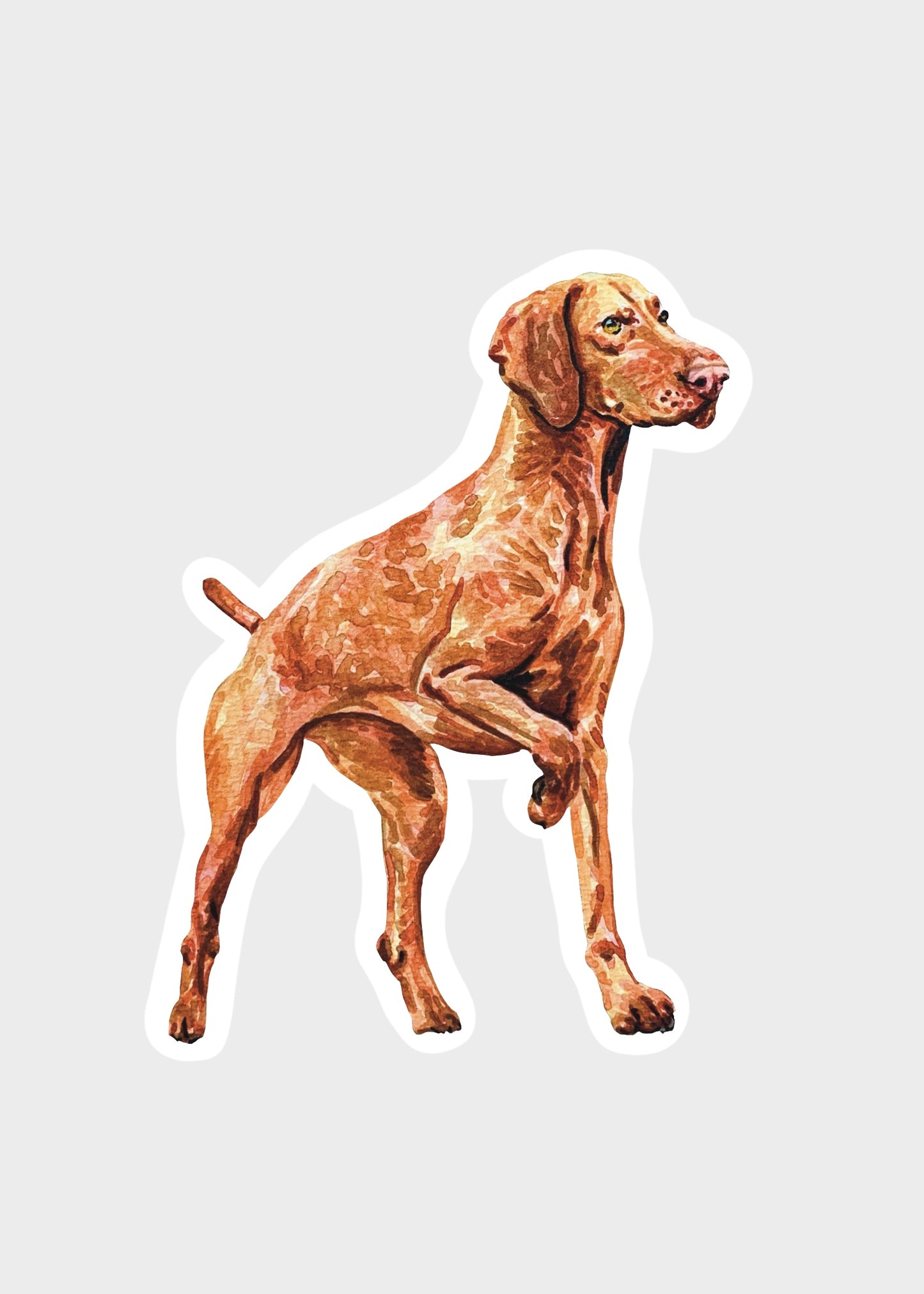 vizsla dog sticker on a gray background