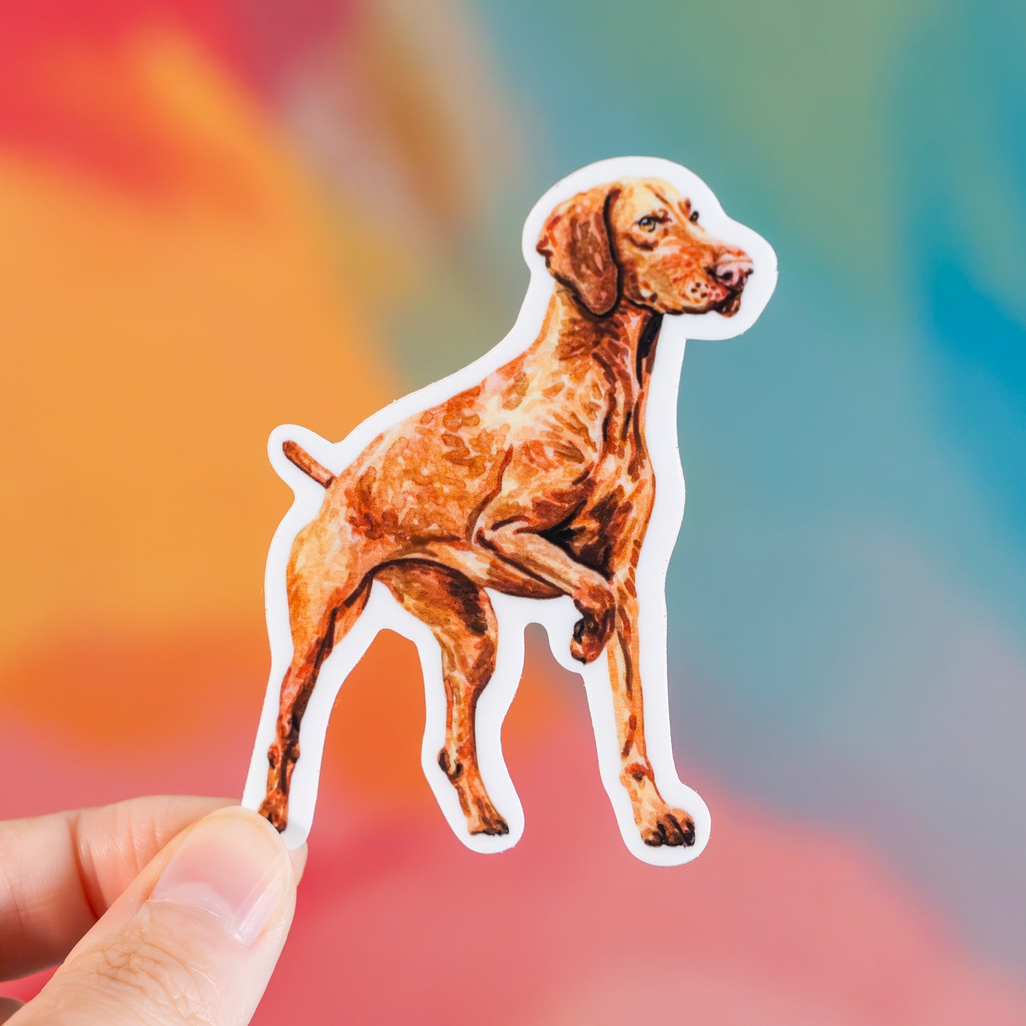 Sticker of a vizsla dog held by a hand with a colorful blurred background